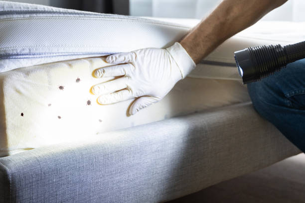 Best Affordable Pest Control Services  in Old Jamestown, MO