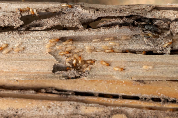 Best Termite Control Services  in Old Jamestown, MO