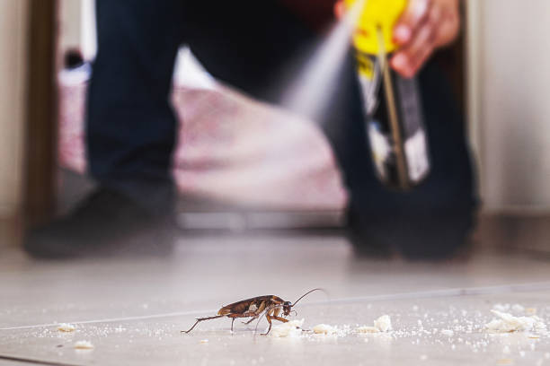 Best Ant Control Services  in Old Jamestown, MO