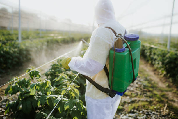Best Wasp Removal Services  in Old Jamestown, MO